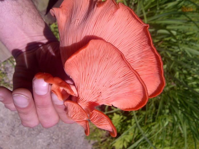 [Thumbnail for Pink Oyster mushroom 1.jpg]